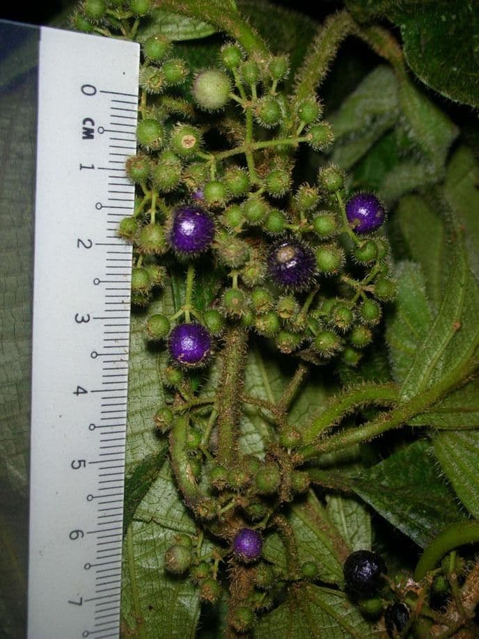 Miconia 3