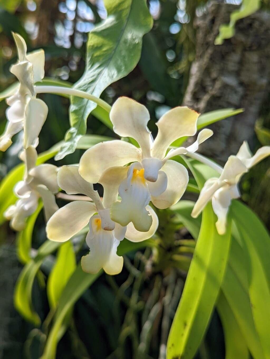 Vanda Denisona 3