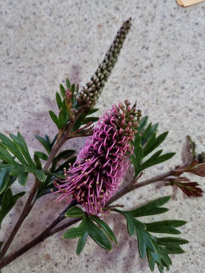 Grevillea 19