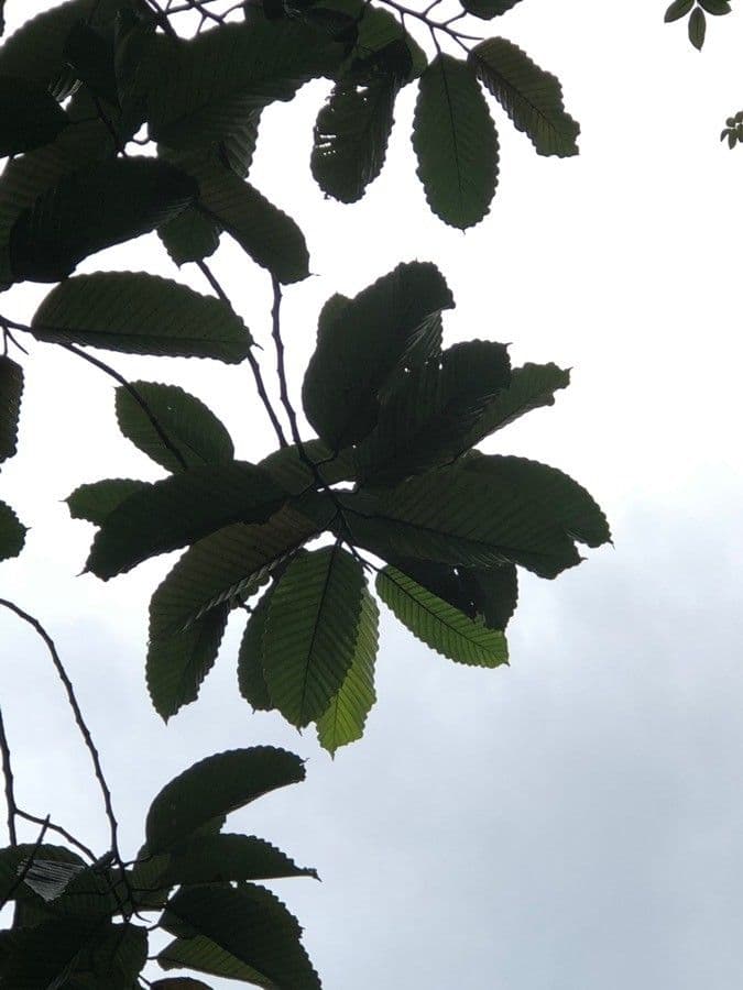 Dipterocarpus 7