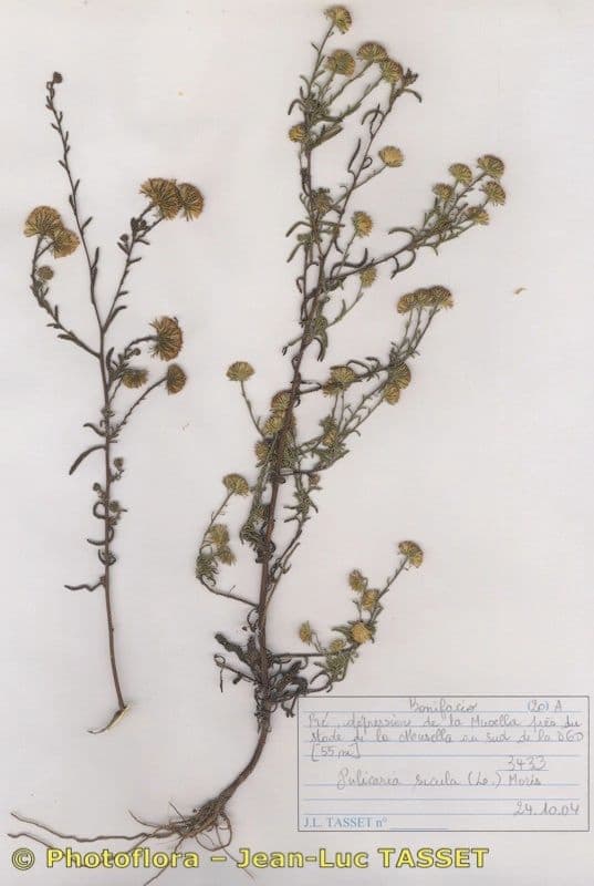 Pulicaria 8