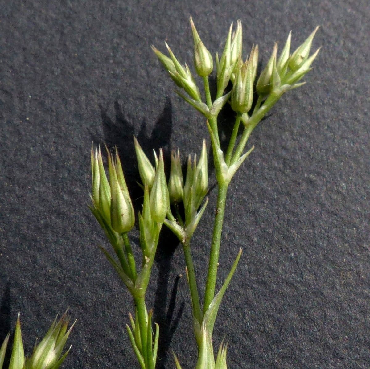 Minuartia mucronata 4