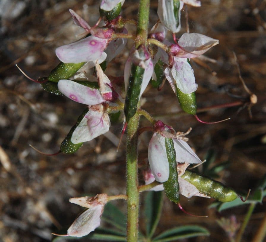 Łubin cytrynowy 3