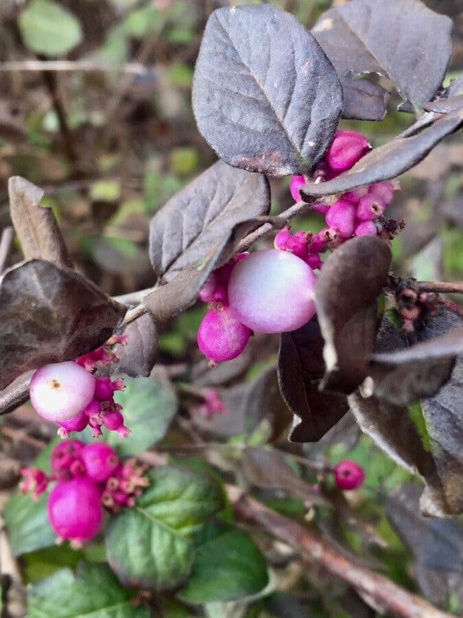 Sinfricarpo orbicolare 10