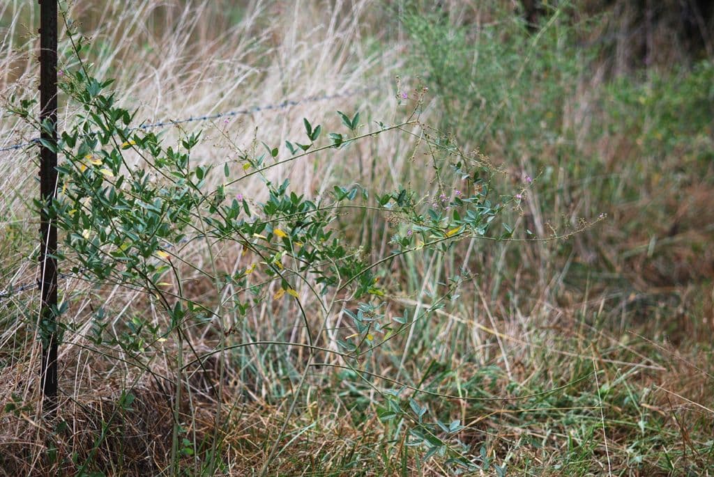 Desmodium paniculatum 14
