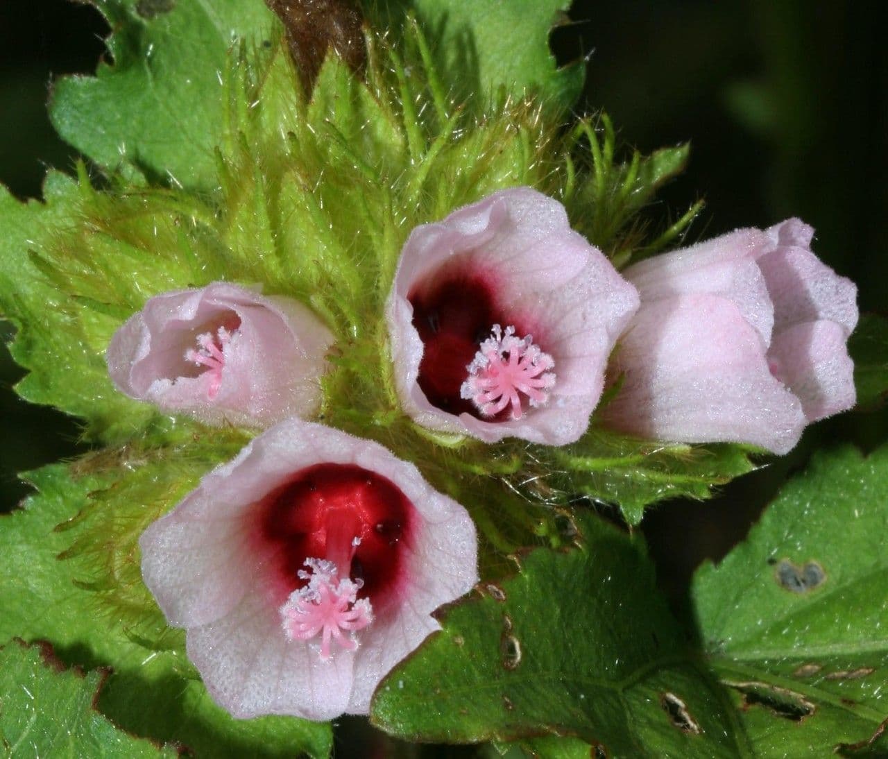 Malachra radiata 2