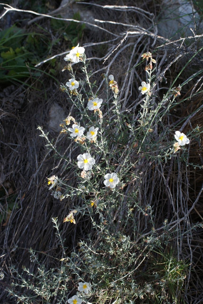 Eliantemo violaceo 11