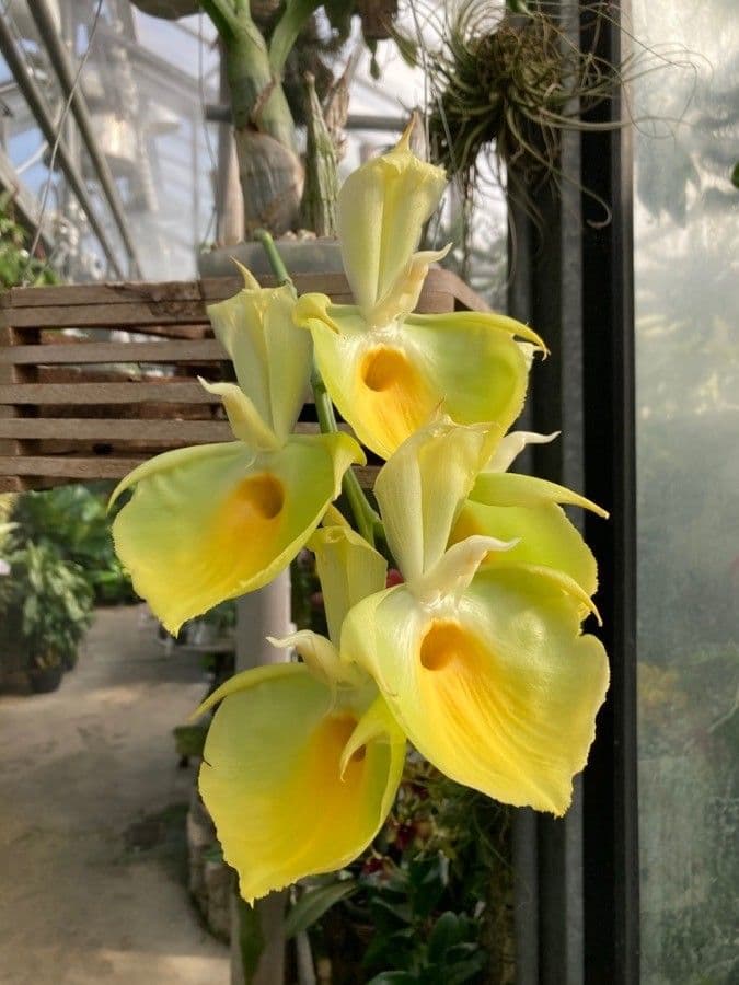 Catasetum 2