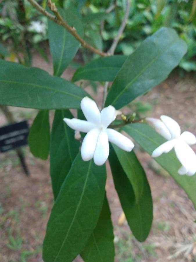 Amphirrhox 5