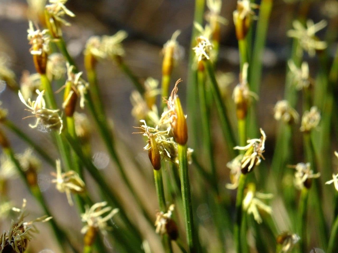 Giunco compressa 9