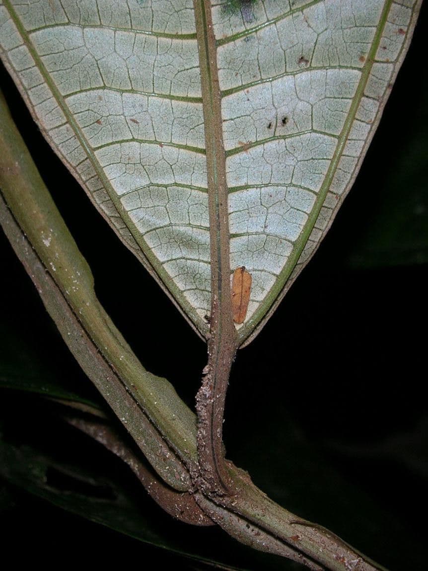 Miconia 5