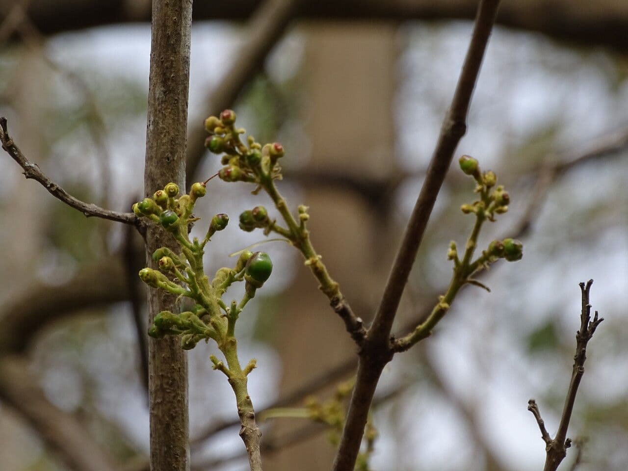 Gmelina arborea 2