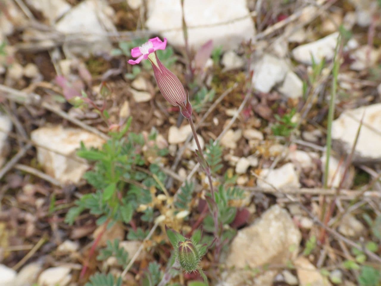 Silene conica 15