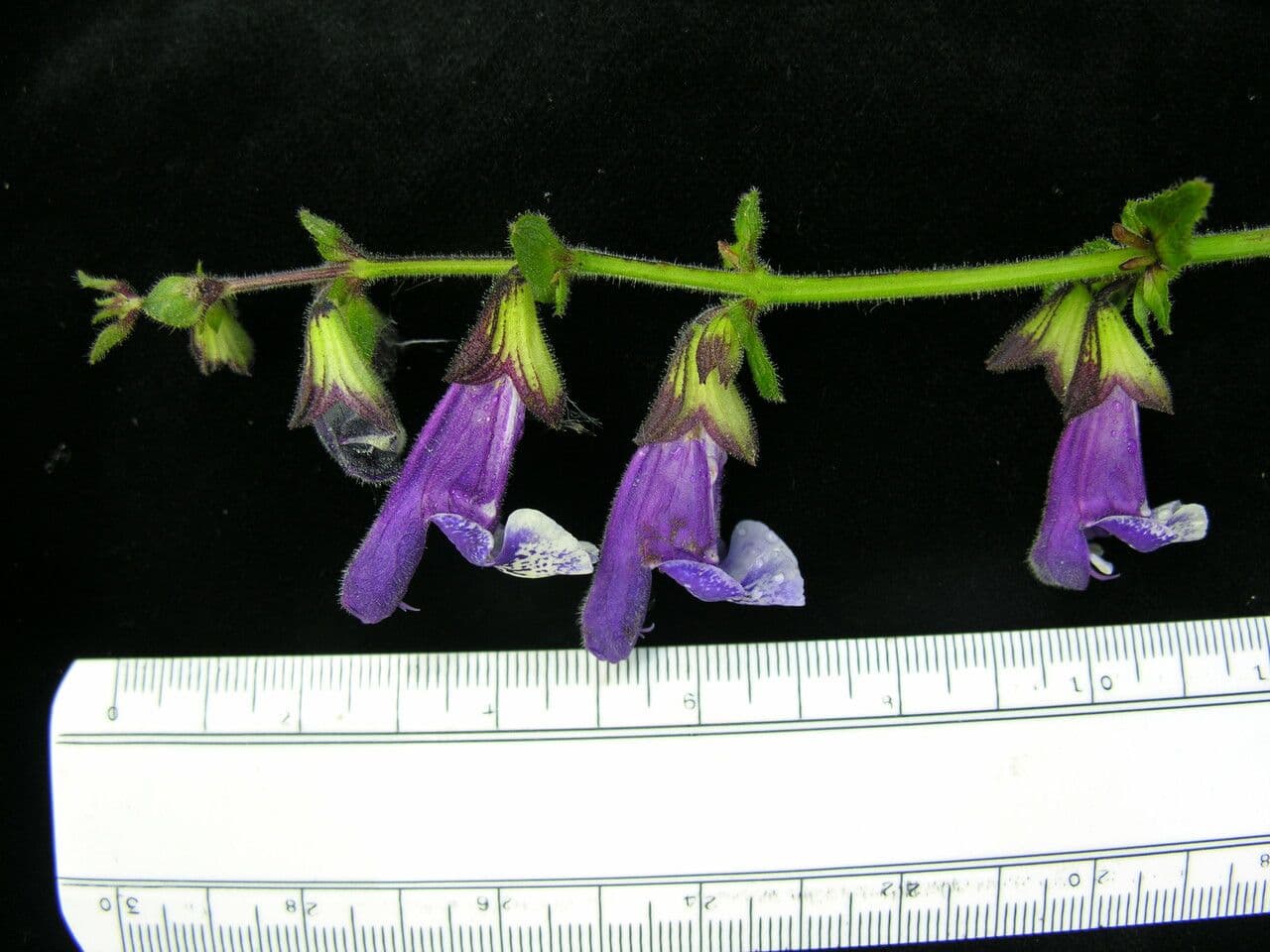 Salvia 18