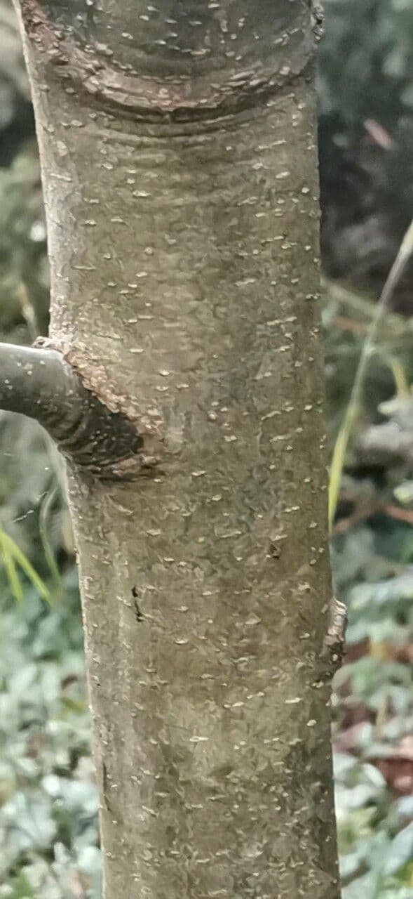 Quercia ilex 11