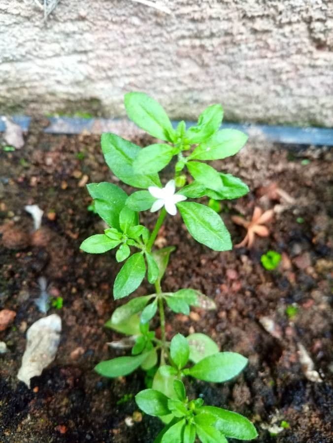 Glinus oppositifolius 4
