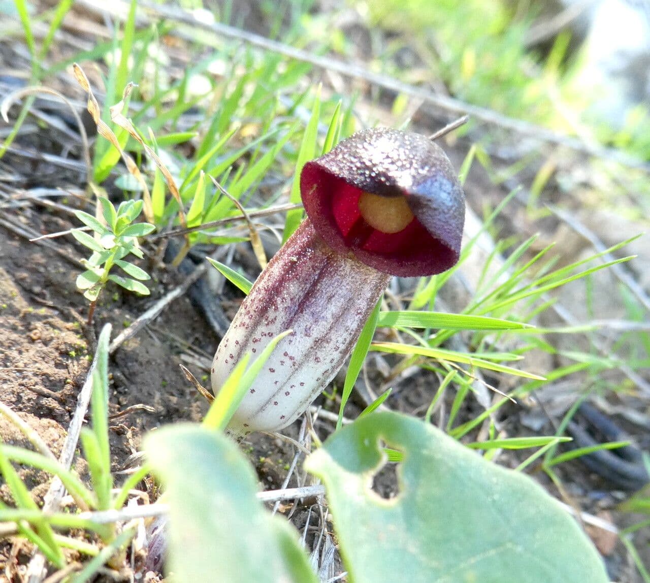 Arisarum 9