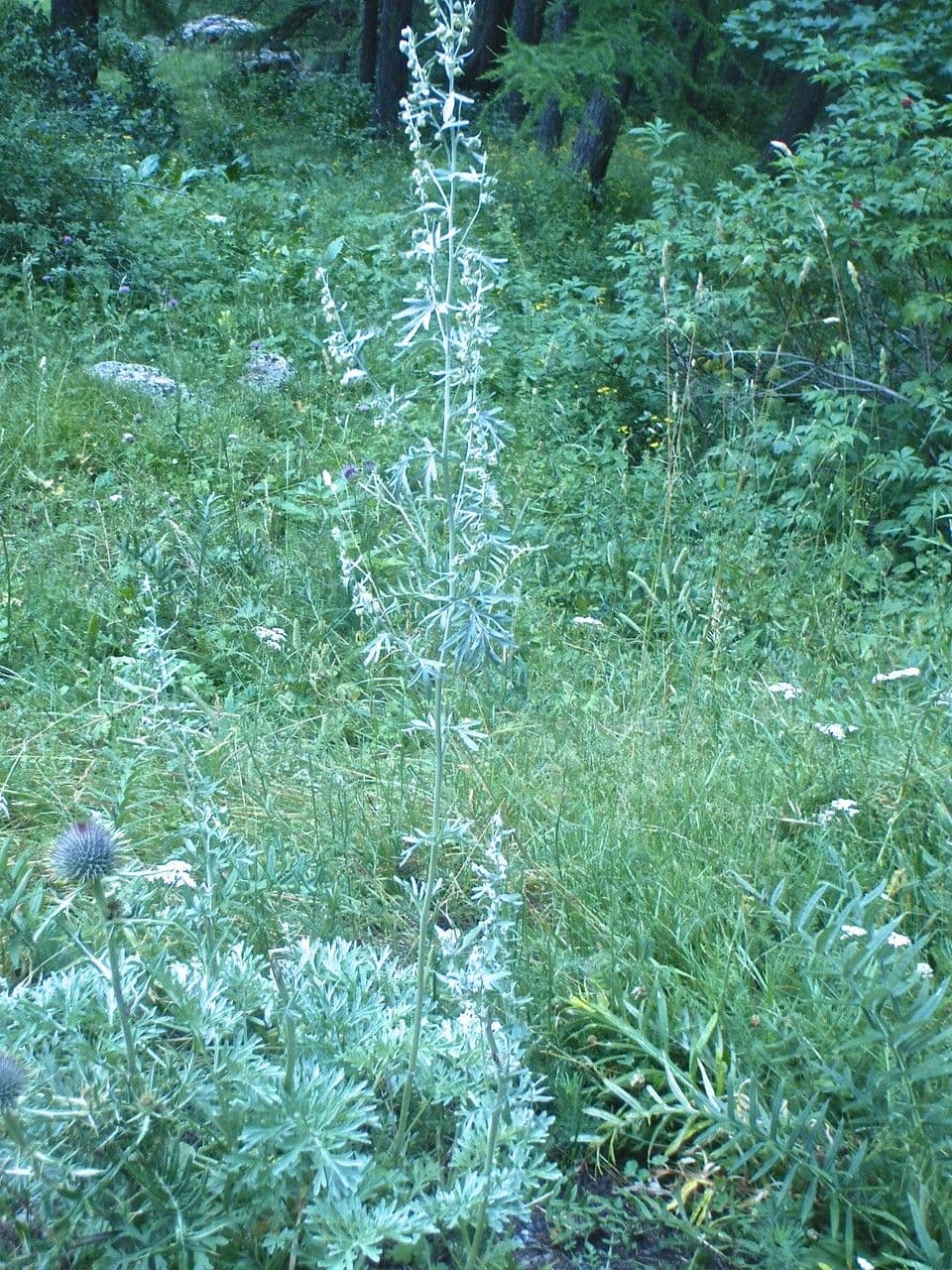 Weiße Artemisia 13