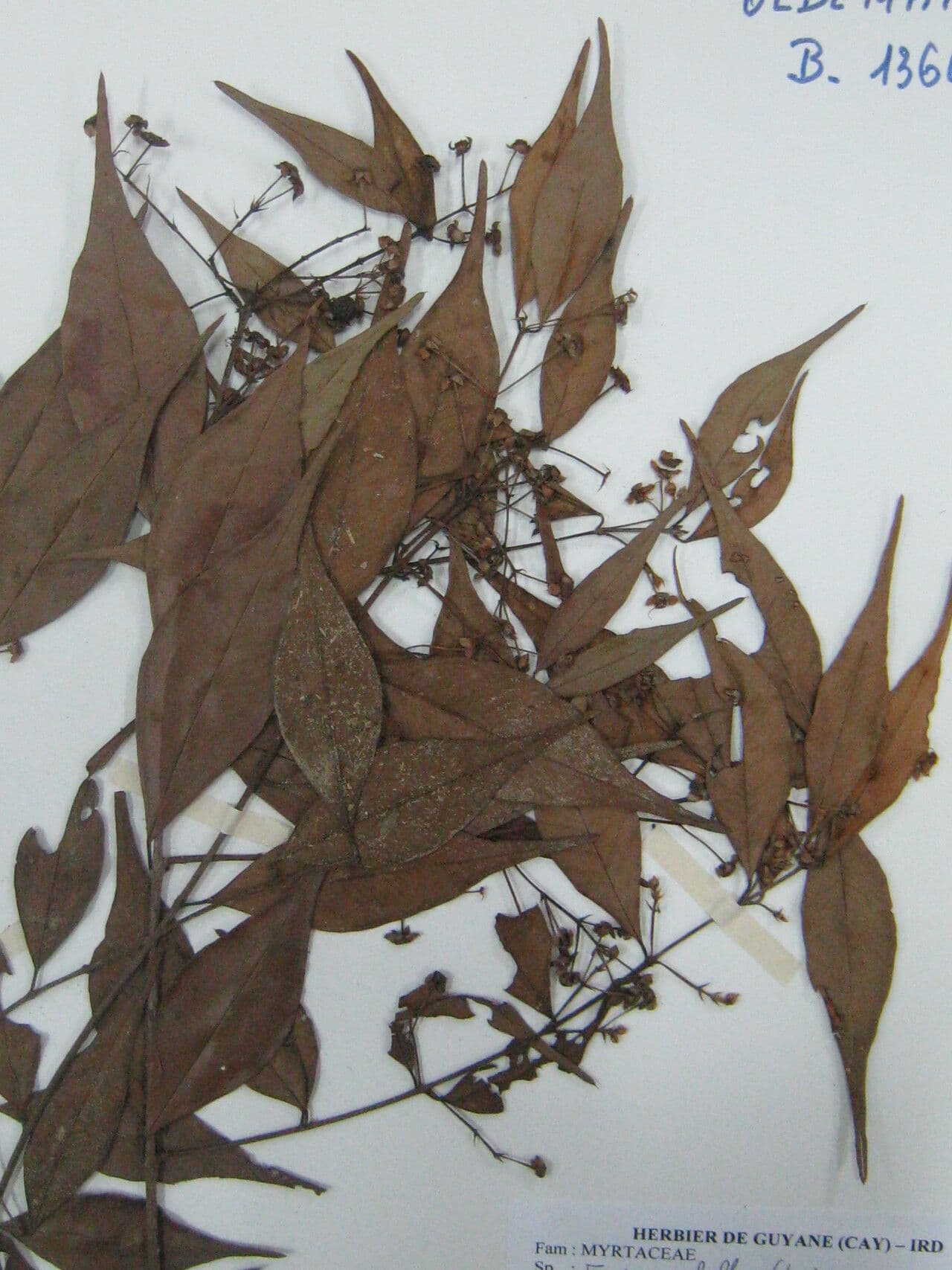 Eugenia biflora 10