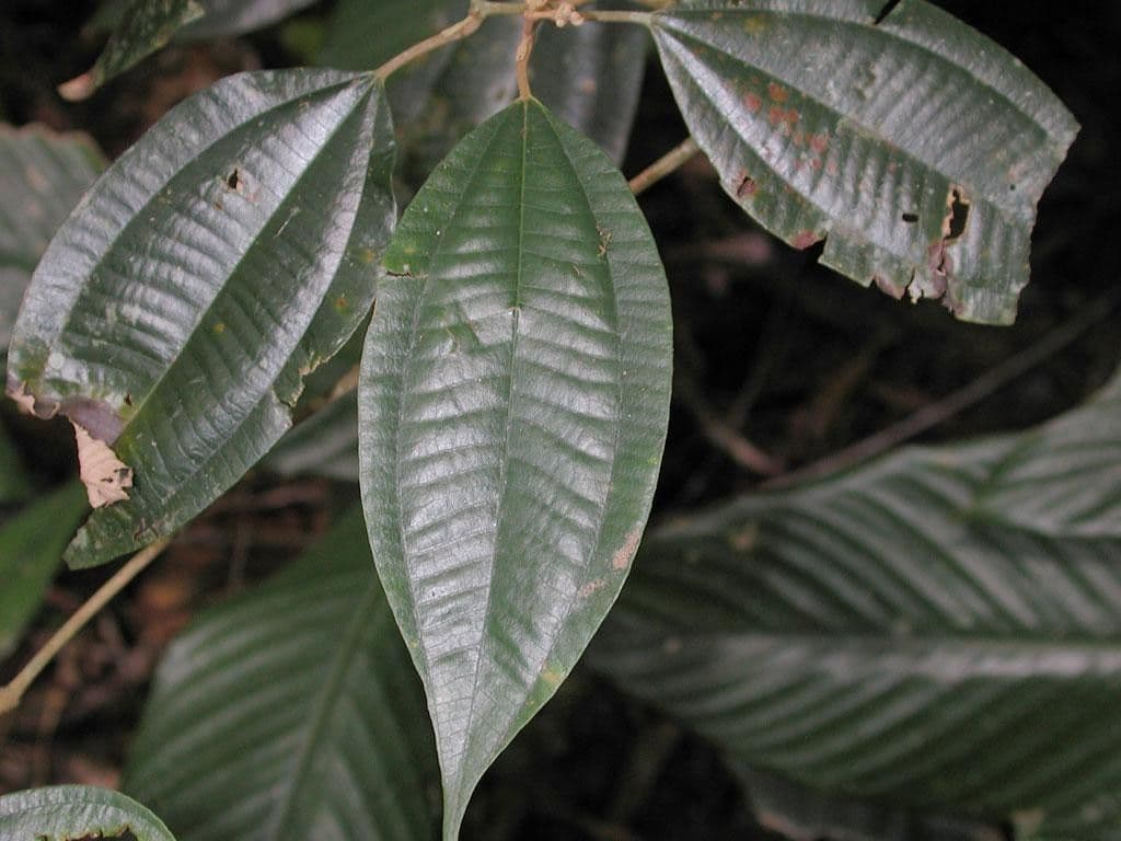 Miconia 11