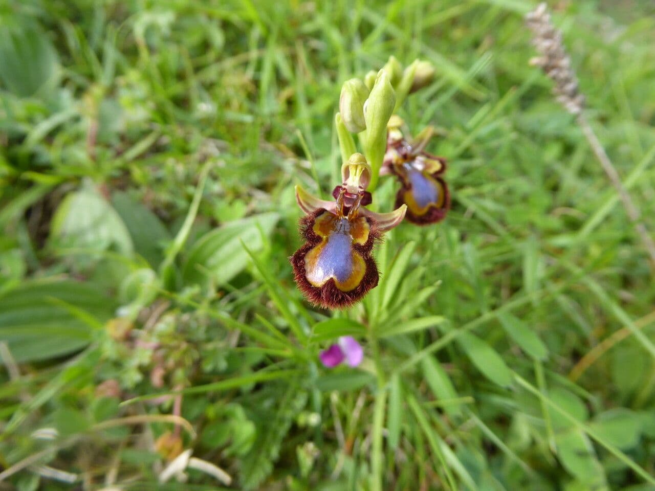 Ophrys speculum 14