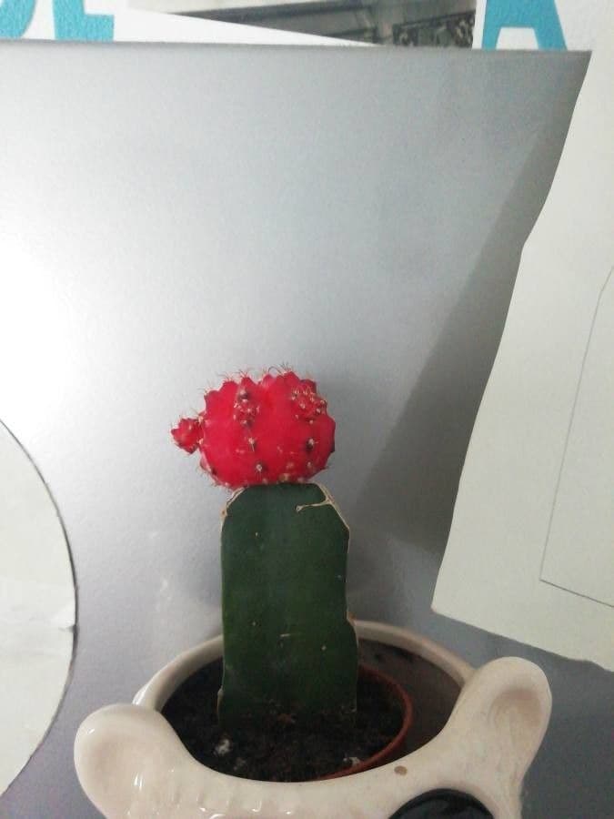 Cactus lunare 27
