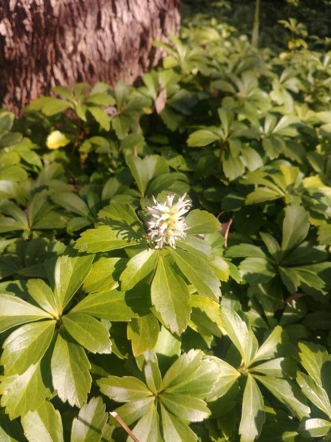 Pachysandra terminale 14