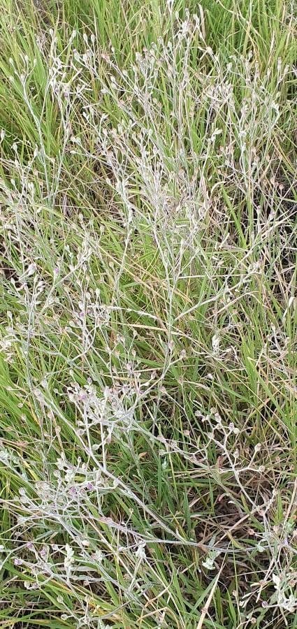 Gutenbergia Rueppella 9