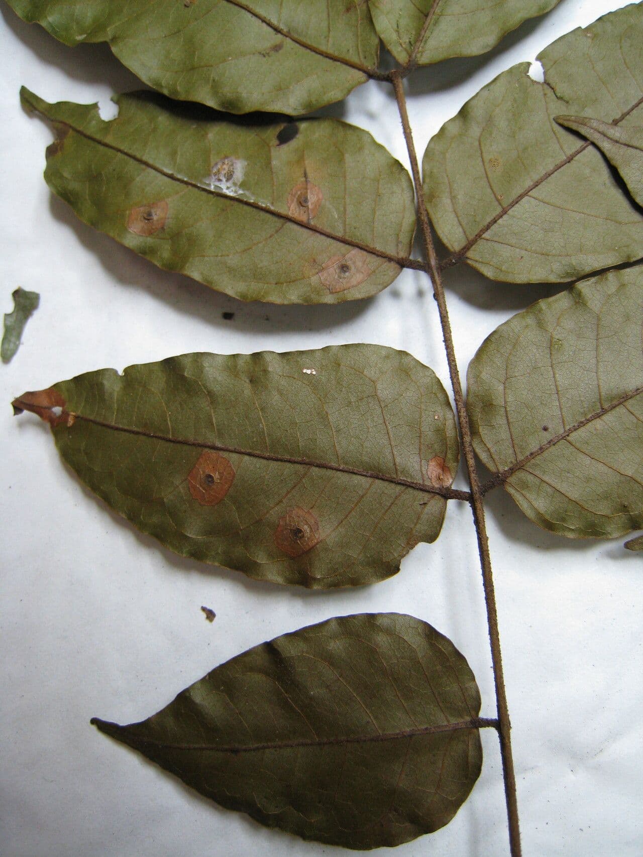 Stryphnodendron polistachico 5