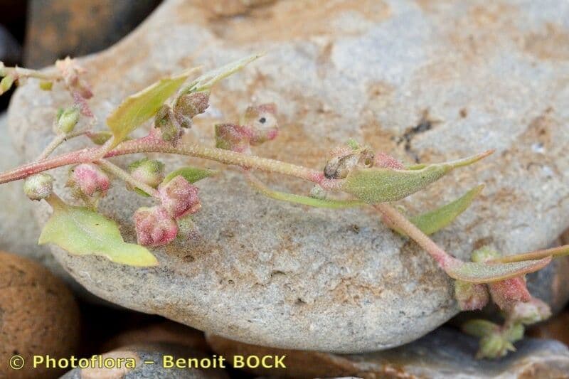 Atriplex glabriuscula 5