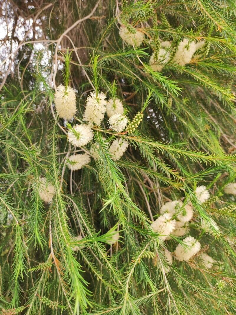 Melaleuca ericifolia 3