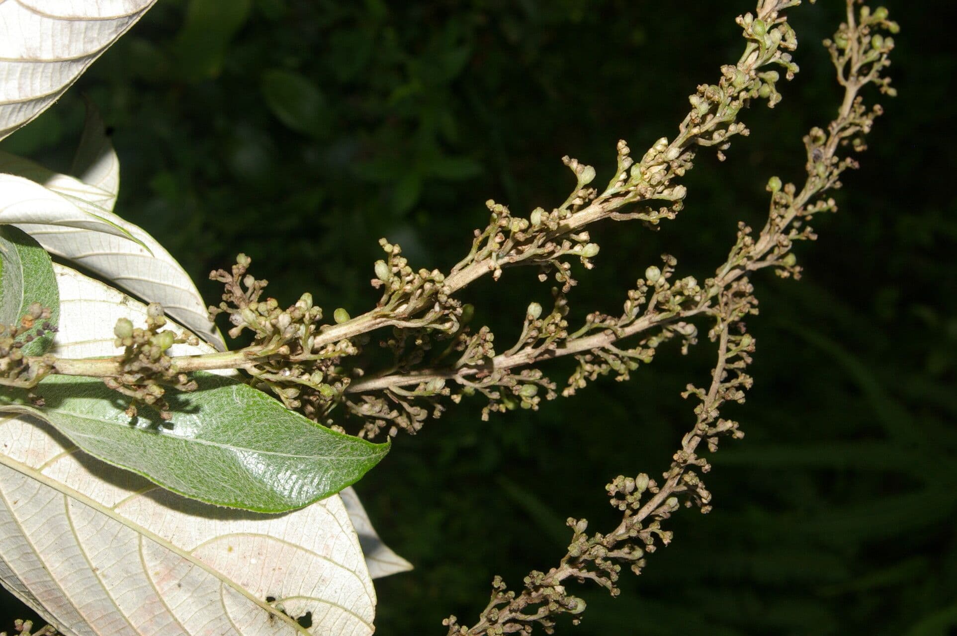 Arachnothryx buddlejovitý 2