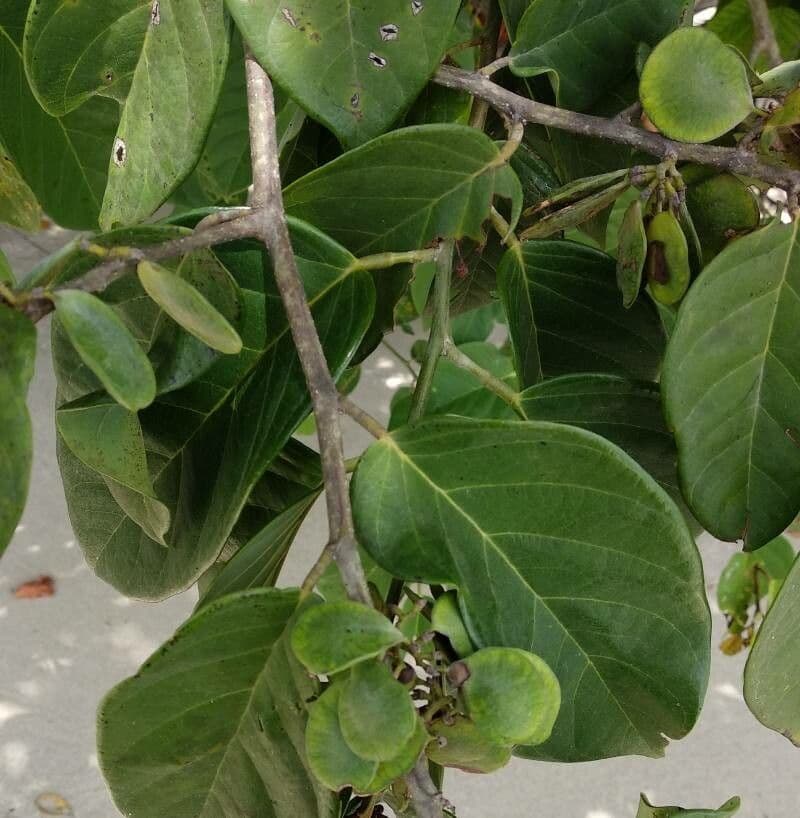 Dalbergia ecastaphyllum