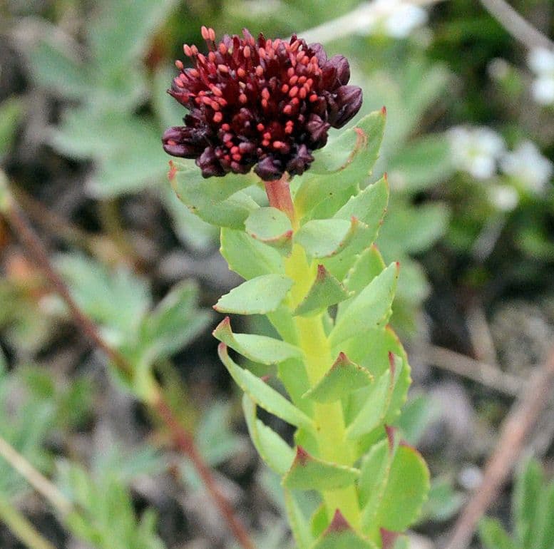 Rhodiola integrifolia