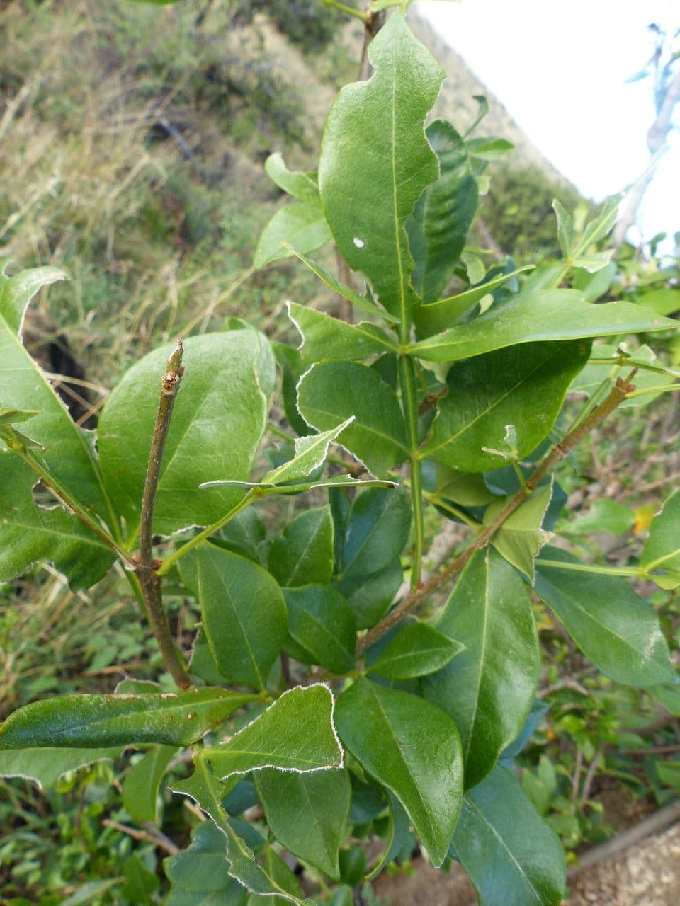Schrebera alata 26