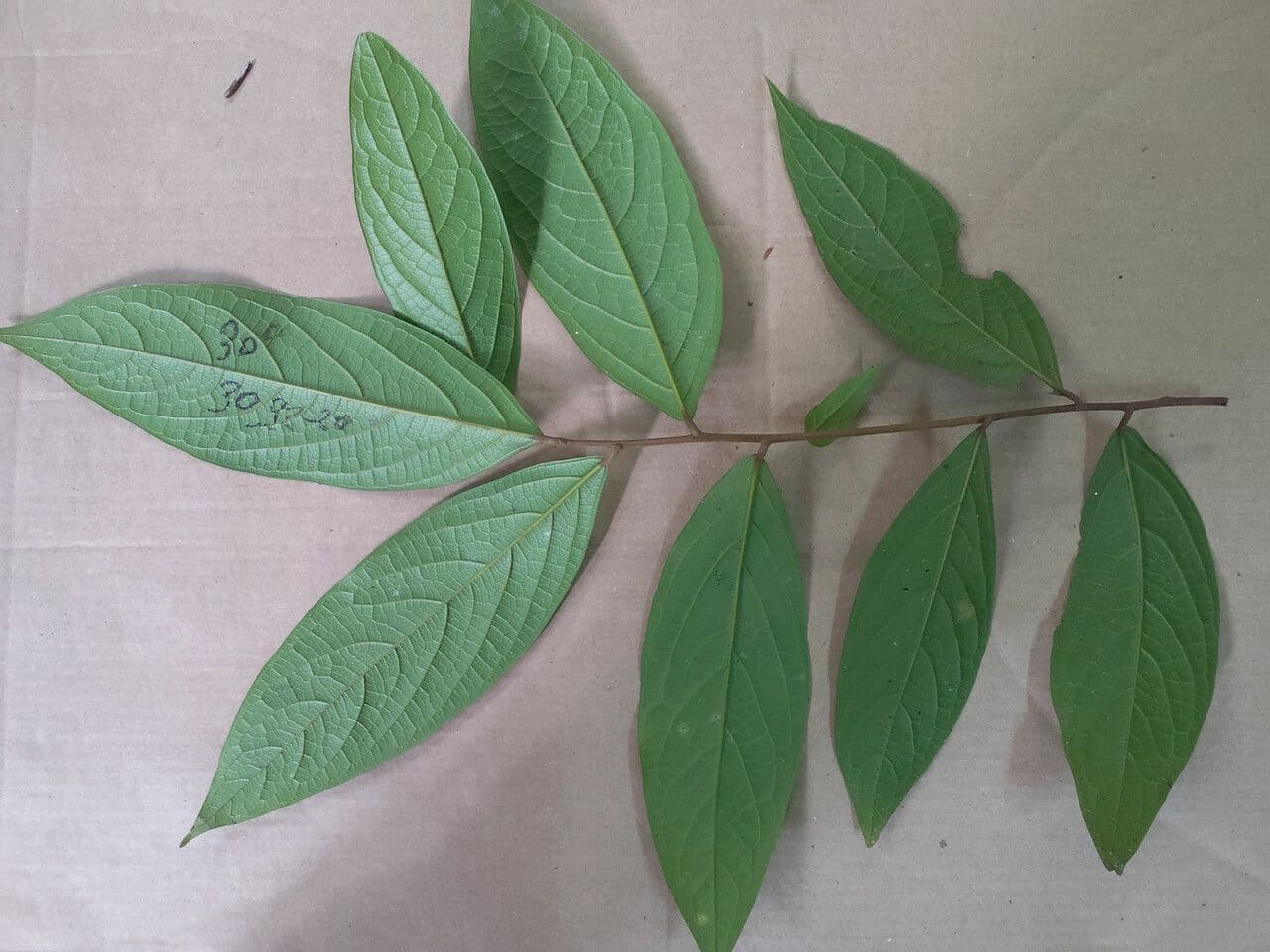 Ocotea 2