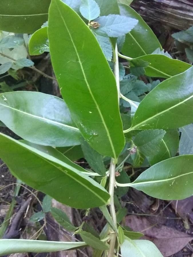 Cestrum diurnum 10