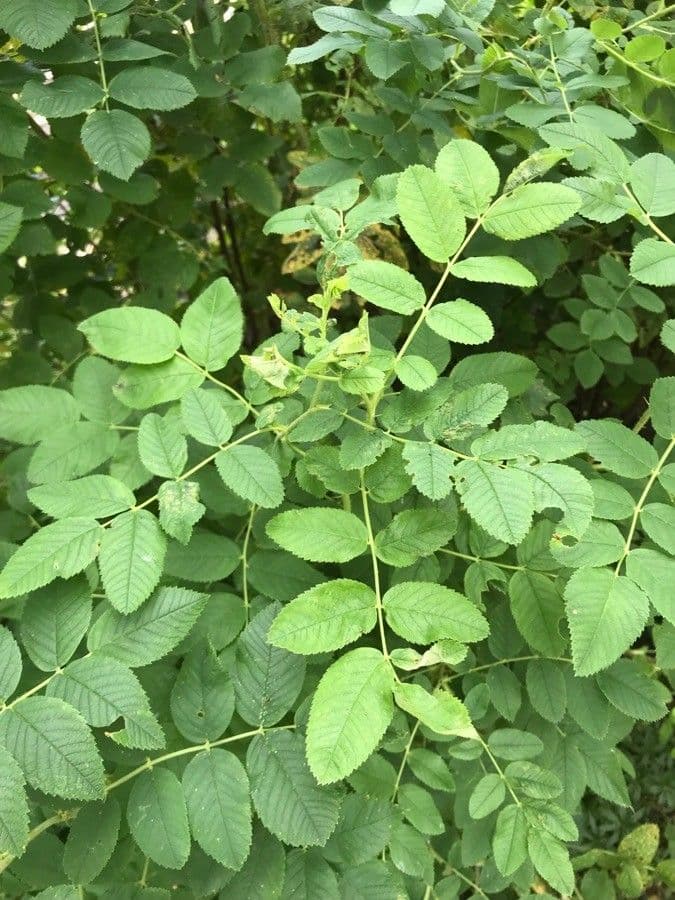 Rosa aspra 7