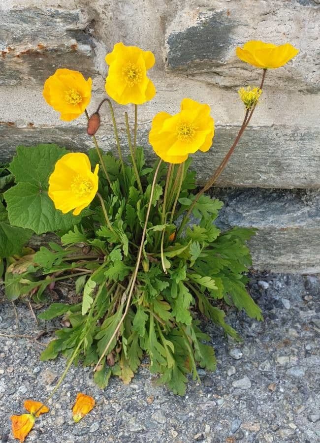 Alpen-Mohn 15