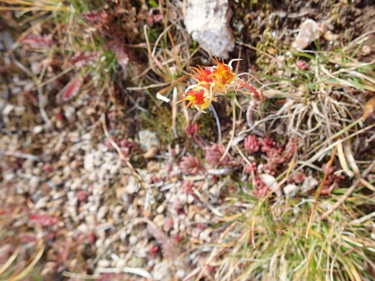 Schmalblättriger Mauerpfeffer 10