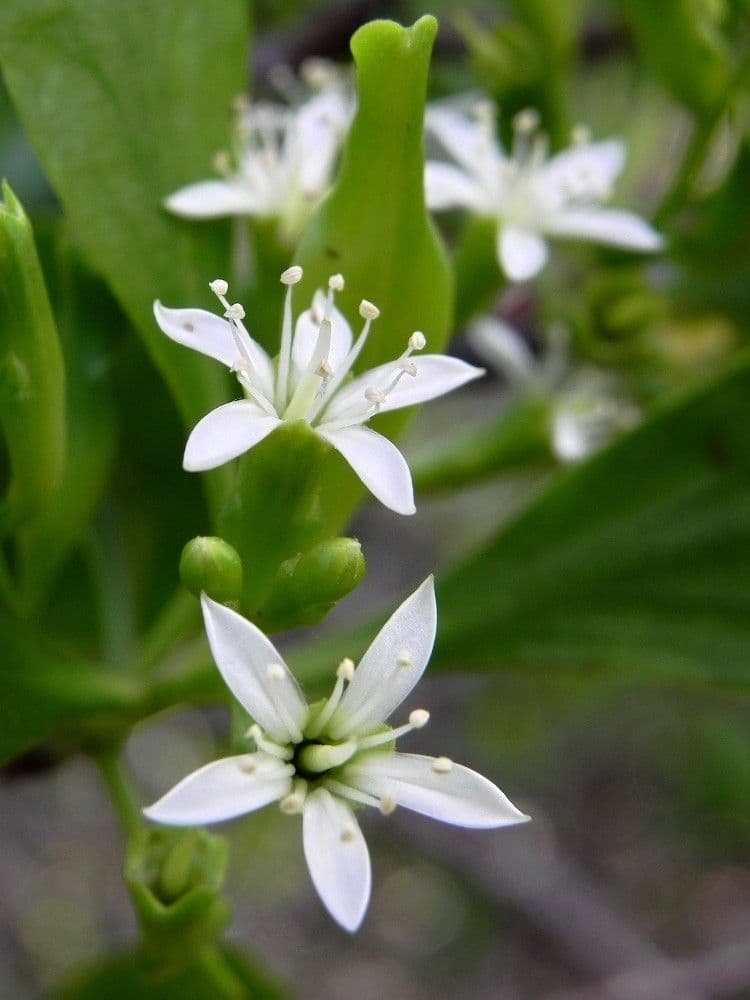 Lumnitzera 4