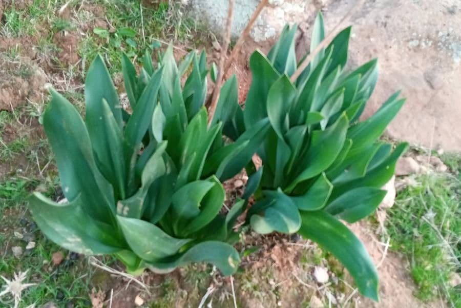 Scilla marittima 25