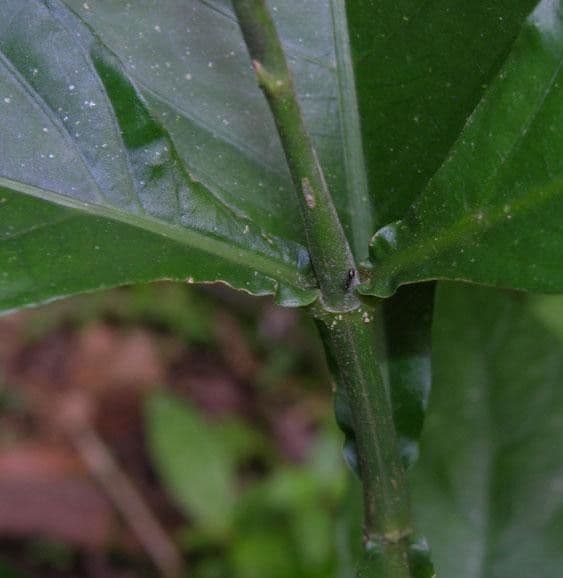 Odontonema tubaeforme 18