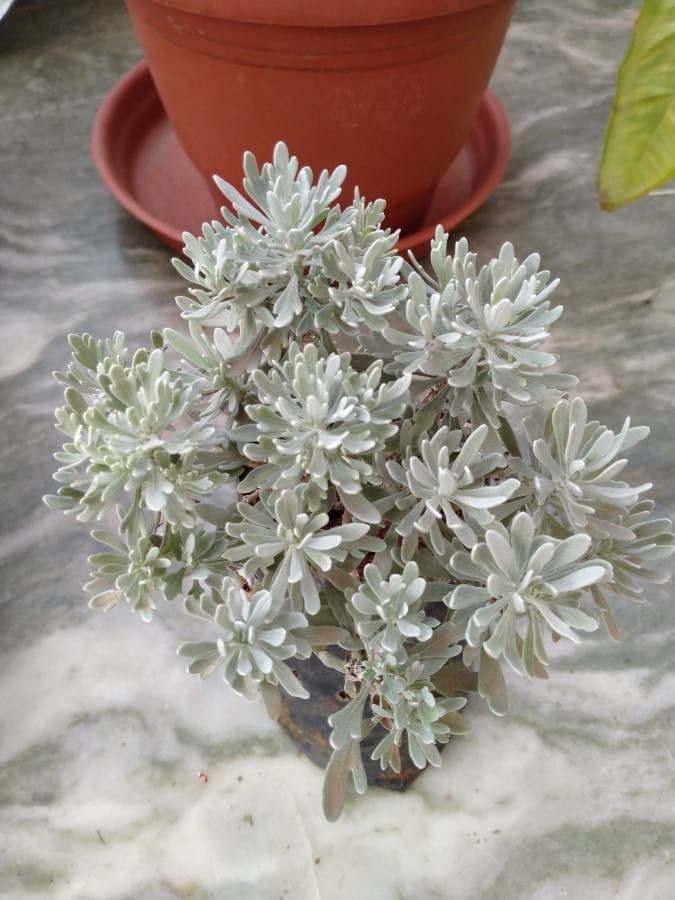 Elicriso 5