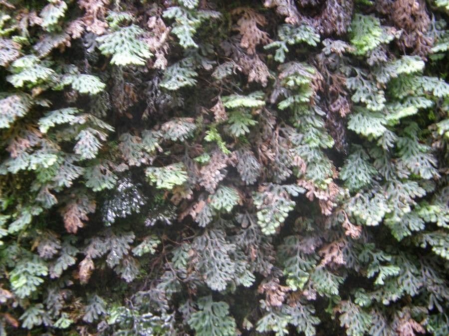 Hyménophylle
