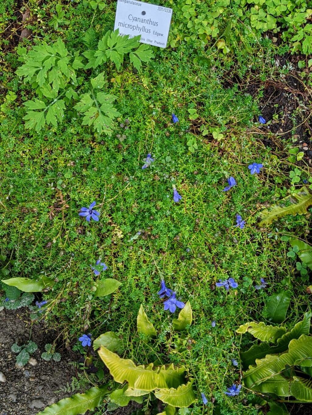 Cyananthus 11