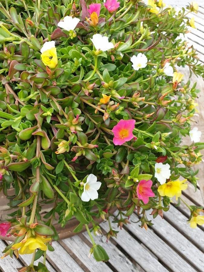 Flor de once horas 27