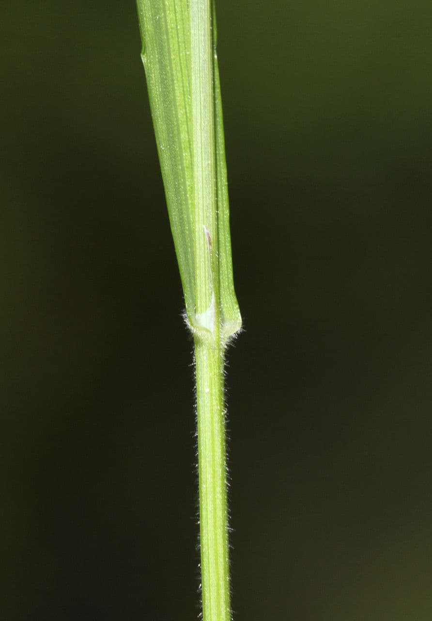 Melica uniflora 22