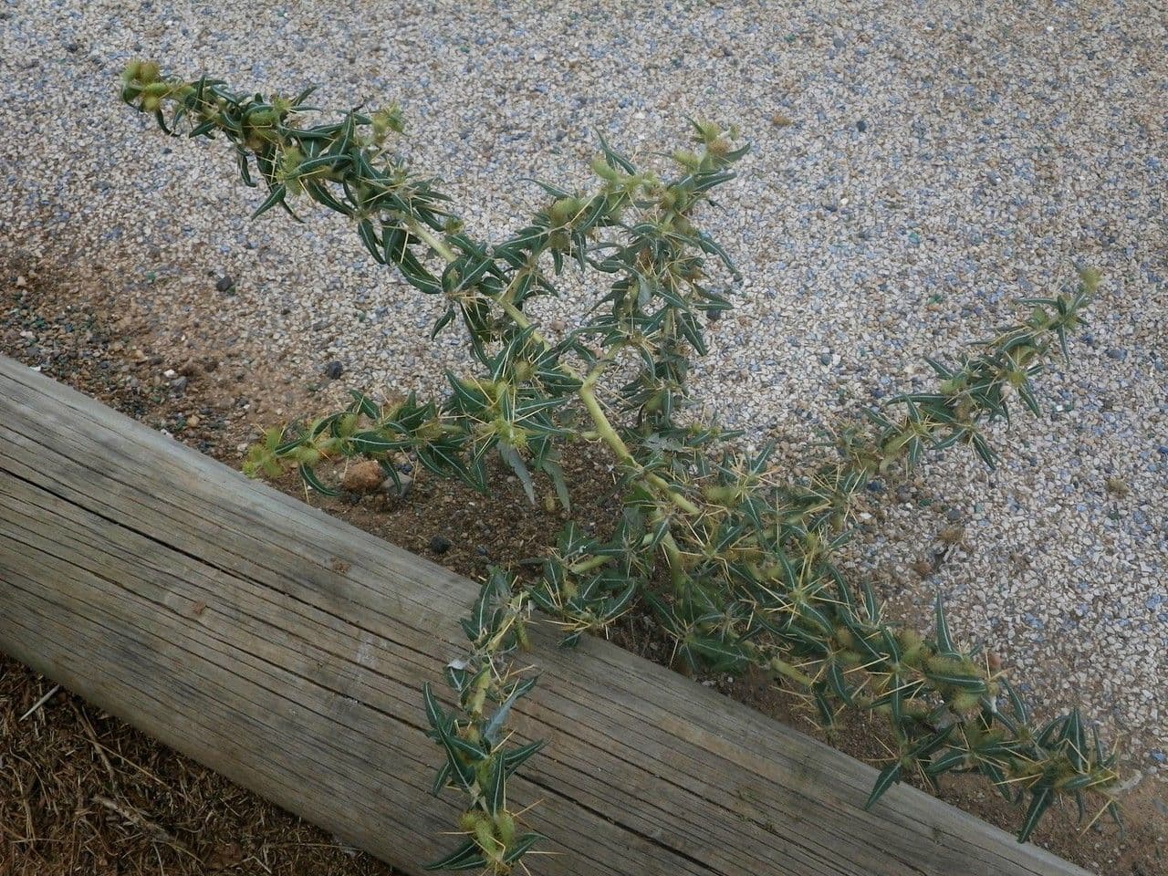 Lappola spinosa 13