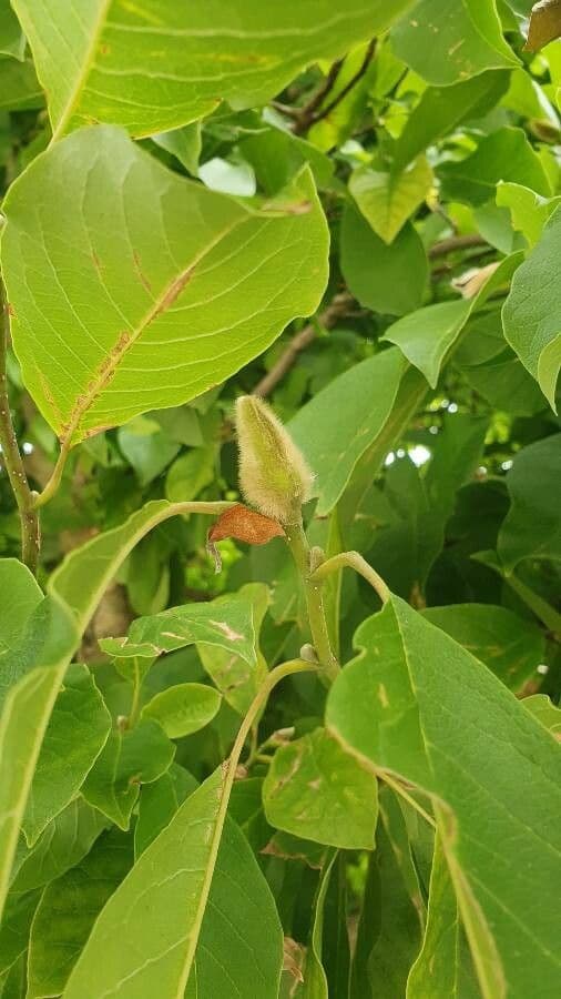 Magnolia denudata 26